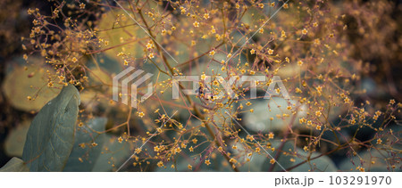 Close up bright blossom bush concept photo. Royal purple smoke bush Close up bright blossom bush concept photo. Royal purple smoke bush 103291970