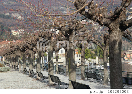 Lakeside garden at Cernobbio of Lake Como, Italy 103292008