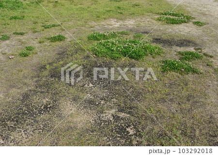 荒地 草原 野原 雑草 土地 vacant lot 荒地 草原 野原 雑草 土地 vacant lot 103292018