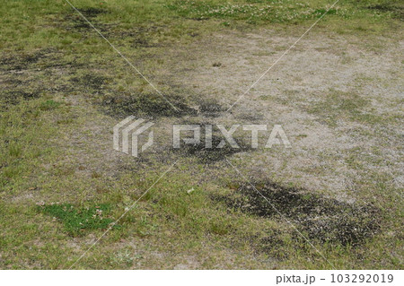 荒地 草原 野原 雑草 土地 vacant lot 荒地 草原 野原 雑草 土地 vacant lot 103292019