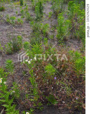 荒地 草原 野原 雑草 土地 vacant lot 荒地 草原 野原 雑草 土地 vacant lot 103292029