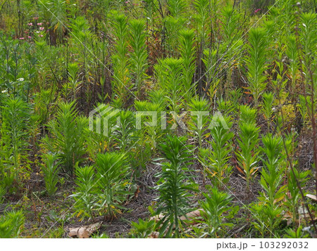 荒地　草原　野原　雑草　土地　vacant lot 103292032