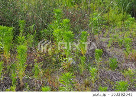 荒地　草原　野原　雑草　土地　vacant lot 103292043