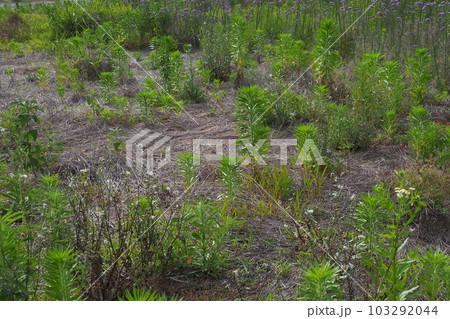 荒地　草原　野原　雑草　土地　vacant lot 103292044