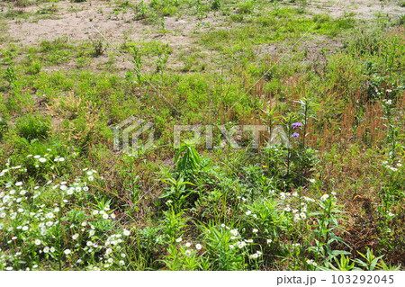 荒地 草原 野原 雑草 土地 vacant lot 荒地 草原 野原 雑草 土地 vacant lot 103292045