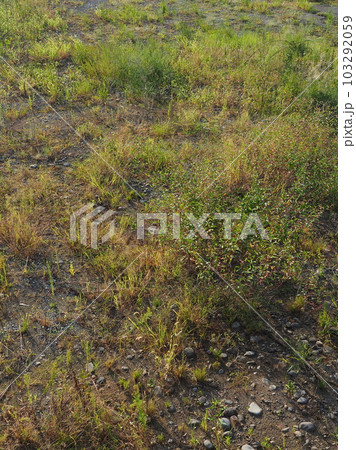 荒地 草原 野原 雑草 土地 vacant lot 荒地 草原 野原 雑草 土地 vacant lot 103292059