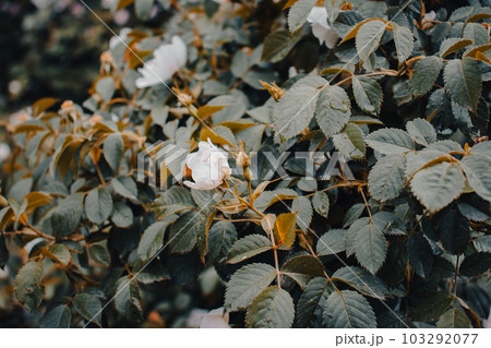 Dog rose flower buds under rain concept photo. Growing Rosa canina in thevgarden. Dog rose flower buds under rain concept photo. Growing Rosa canina in thevgarden. 103292077