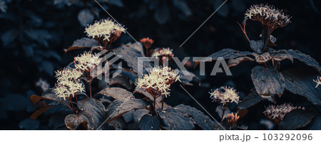 Blooming Choisya blossom flowers in the forest in spring concept photo. Blooming Choisya blossom flowers in the forest in spring concept photo. 103292096