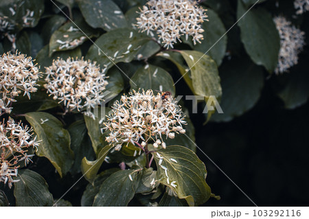 Blooming Choisya blossom flowers in the forest in spring concept photo. 103292116