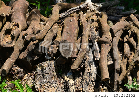 焚き木イメージ(キャンプなどに) 103292152