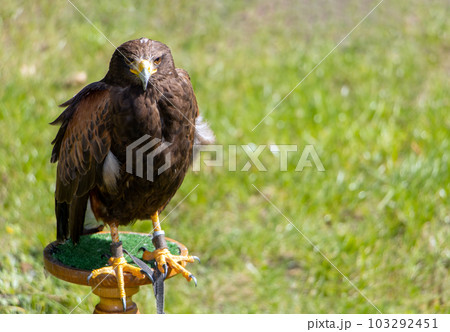 Harris's hawk (Parabuteo unicinctus) Harris's hawk (Parabuteo unicinctus) 103292451
