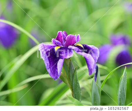 美しいハナショウブ（Japanese iris） 103292567