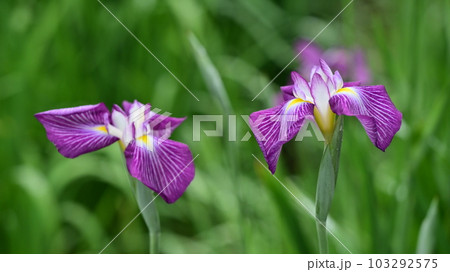 美しいハナショウブ(Japanese iris) 美しいハナショウブ(Japanese iris) 103292575