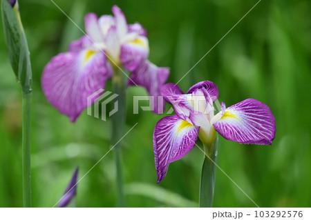 美しいハナショウブ(Japanese iris) 美しいハナショウブ(Japanese iris) 103292576