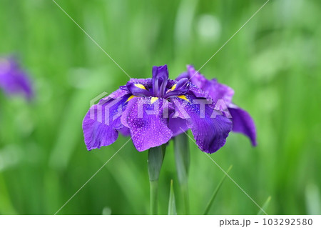 美しいハナショウブ(Japanese iris) 美しいハナショウブ(Japanese iris) 103292580