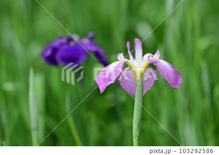 美しいハナショウブ（Japanese iris） 103292586