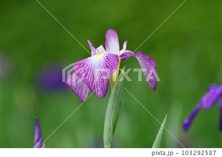 美しいハナショウブ（Japanese iris） 103292587