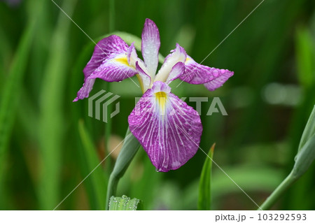 美しいハナショウブ(Japanese iris) 美しいハナショウブ(Japanese iris) 103292593