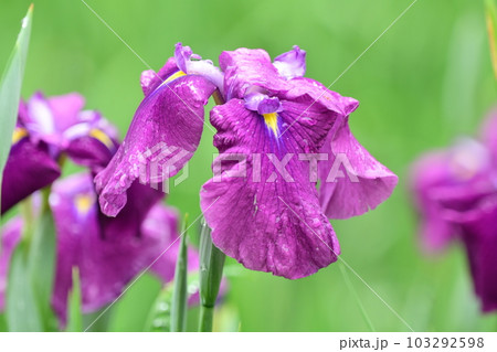 美しいハナショウブ(Japanese iris) 美しいハナショウブ(Japanese iris) 103292598