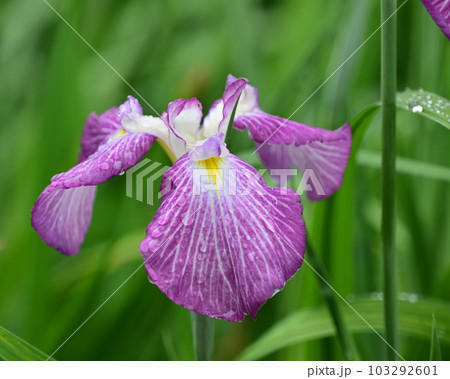 美しいハナショウブ（Japanese iris） 103292601