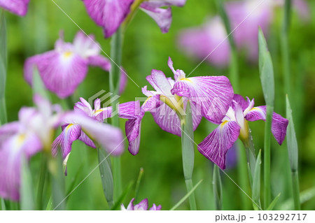 美しいハナショウブ（雨後の水滴付き） 103292717