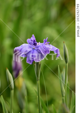 美しいハナショウブ（雨後の水滴付き） 103292749