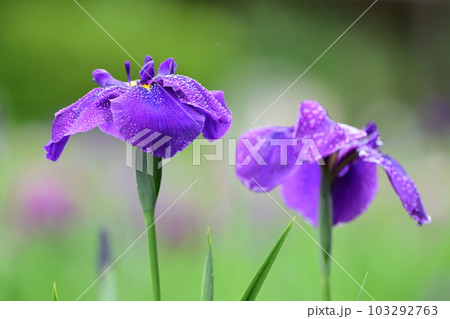 美しいハナショウブ（雨後の水滴付き） 103292763