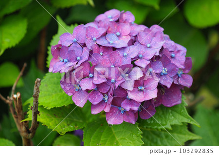 梅雨イメージ (アジサイ/hydrangea) 梅雨イメージ (アジサイ/hydrangea) 103292835