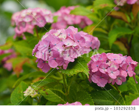 梅雨イメージ (アジサイ/hydrangea) 103292838
