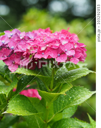 梅雨イメージ (アジサイ/hydrangea) 梅雨イメージ (アジサイ/hydrangea) 103292853