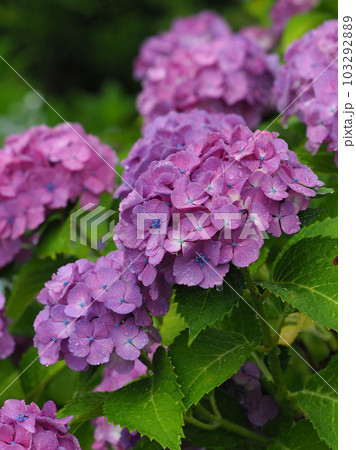 梅雨イメージ (アジサイ/hydrangea) 103292889