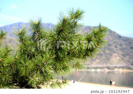 気比の松原 敦賀湾 松林 松原海水浴場 福井県 敦賀市 敦賀湾 気比の松原海水浴場 海水浴場 釣場 気比の松原 敦賀湾 松林 松原海水浴場 福井県 敦賀市 敦賀湾 気比の松原海水浴場 海水浴場 釣場 103292947