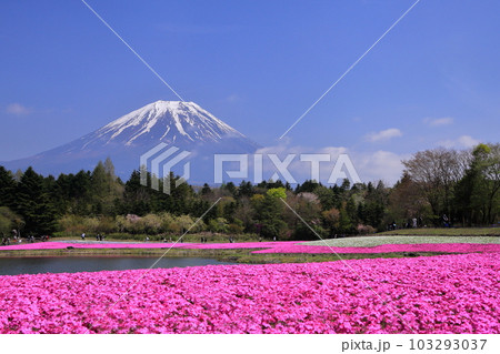 富士芝桜まつりと冠雪の富士山 103293037