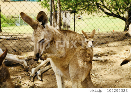 A picture of the Kangaroo in the Zoo of Brisbane, Australia. 103293328