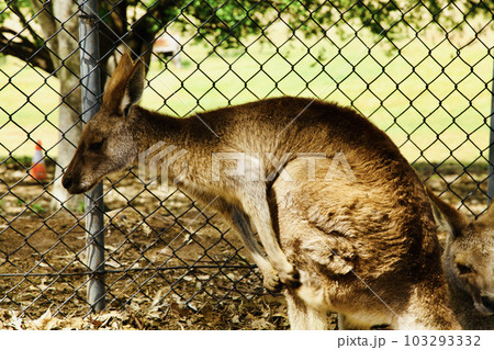 A picture of the Kangaroo in the Zoo of Brisbane, Australia. A picture of the Kangaroo in the Zoo of Brisbane, Australia. 103293332