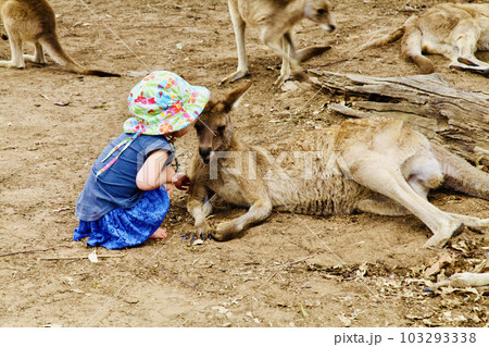 A picture of the Kangaroo in the Zoo of Brisbane, Australia. A picture of the Kangaroo in the Zoo of Brisbane, Australia. 103293338