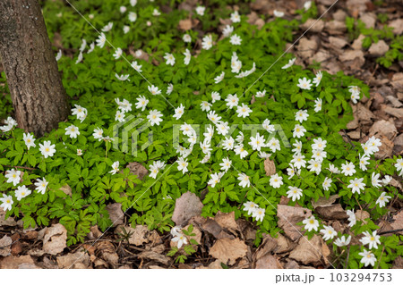 first spring flowers wood anemones among the dry foliage in the forest 103294753