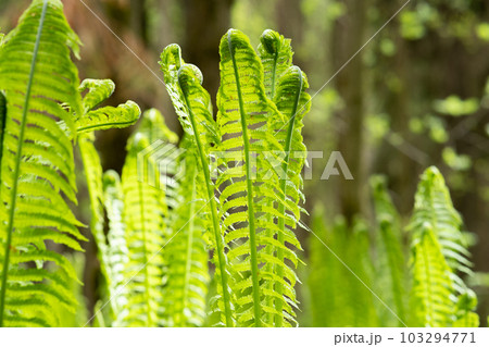 natural spring background, sprouts of ostrich fern close-up 103294771