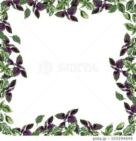 Frame of green and purple basil leaves. Watercolor illustration Frame of green and purple basil leaves. Watercolor illustration 103294849