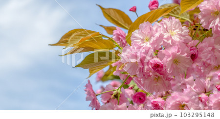 Pink sakura flowers on a branch against a blue sky. Copyspace. Spring banner, branches of cherry blossoms against the blue sky in nature outdoors. 103295148