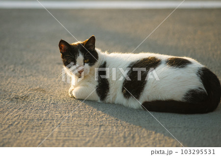 A beautiful tabby cat is lying on a road and posing. selective focus. High quality photo A beautiful tabby cat is lying on a road and posing. selective focus. High quality photo 103295531