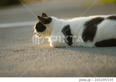 A beautiful tabby cat is lying on a road and posing. selective focus. High quality photo 103295534