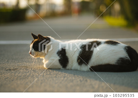 A beautiful tabby cat is lying on a road and posing. selective focus. High quality photo 103295535