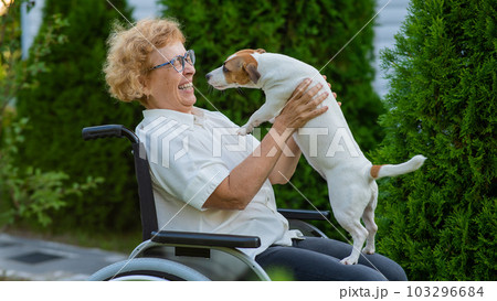 Elderly caucasian woman hugging a jack russell terrier dog while sitting in a wheelchair on a walk outdoors.  103296684