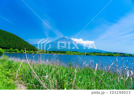 【初夏素材】田貫湖から見る富士山【静岡県】 103298023