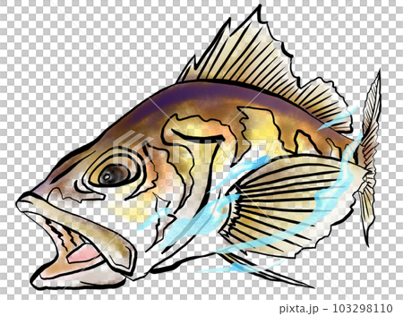メバルの水彩風イラスト 103298110