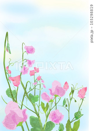 背景有りのスイトピーイラスト 背景有りのスイトピーイラスト 103298819