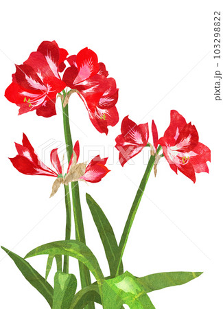 艶やかな大輪のアマリリスのイラスト 103298822