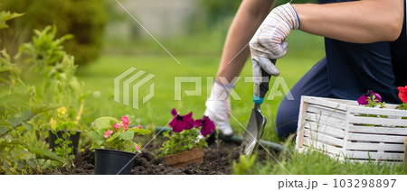 A closeup of hands of a young farmer with a seedling in a peat pot A closeup of hands of a young farmer with a seedling in a peat pot 103298897