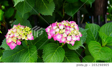 自宅付近で見つけた、紫陽花のツーショット 103298905